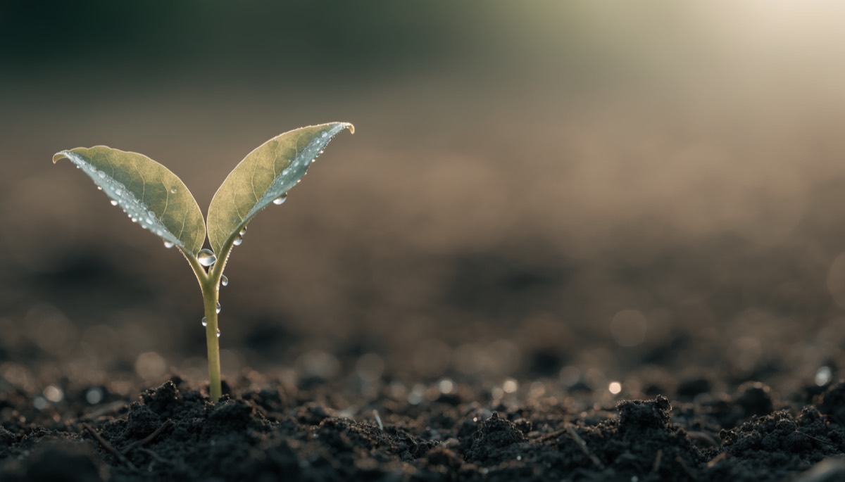 A single green seedling emerging from dark soil in soft morning light