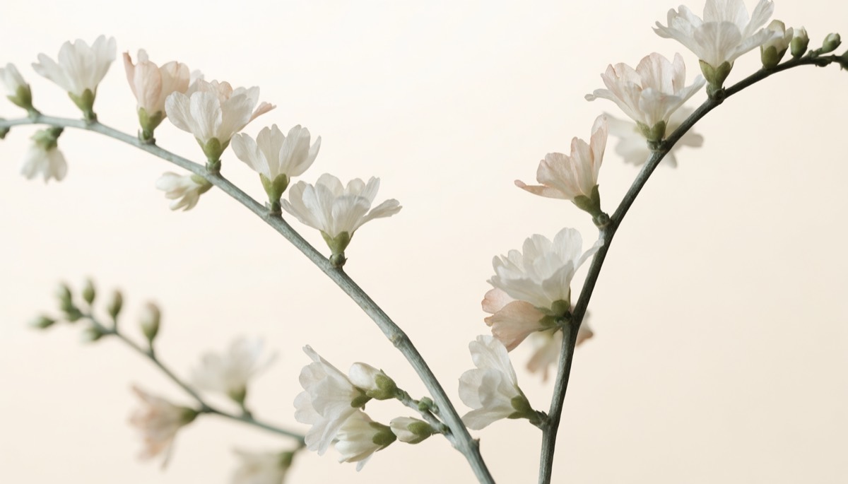 Two flowering branches arching toward each other and intertwining